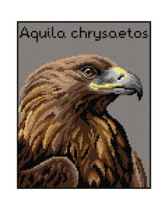Orchidea 3011H Stramien voorbedrukt Golden Eagle 24 x 30 cm - STUK